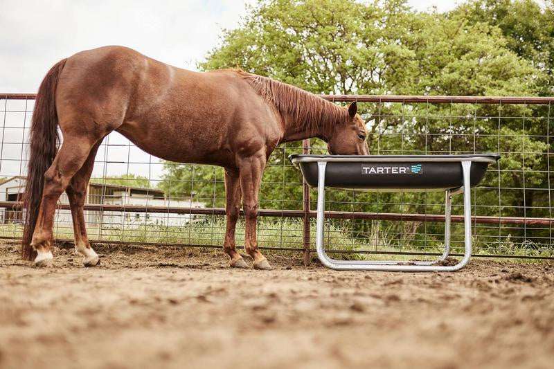 A brown horse eats from a black Tarter bunk feeder with a galvanized steel frame in a paddock.