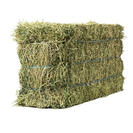 A rectangular bale of green alfalfa hay secured with three blue twine strings.
