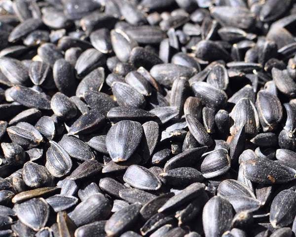 A close-up view of a pile of black oil sunflower seeds with thin, dark shells.
