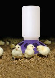 A purple plastic feeder base attached to a waterer jar with three chicks standing in front.