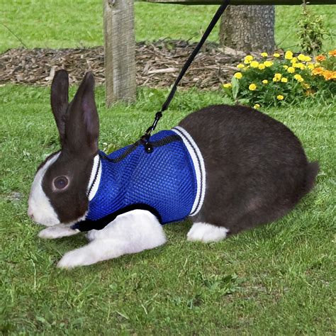 A blue mesh sporty jogging vest harness with a leash on a rabbit in a grassy yard.