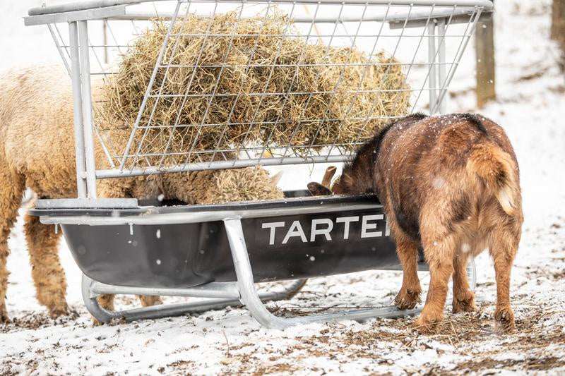 A five-foot galvanized steel goat bunk feeder with a hay rack being used by animals in the snow.