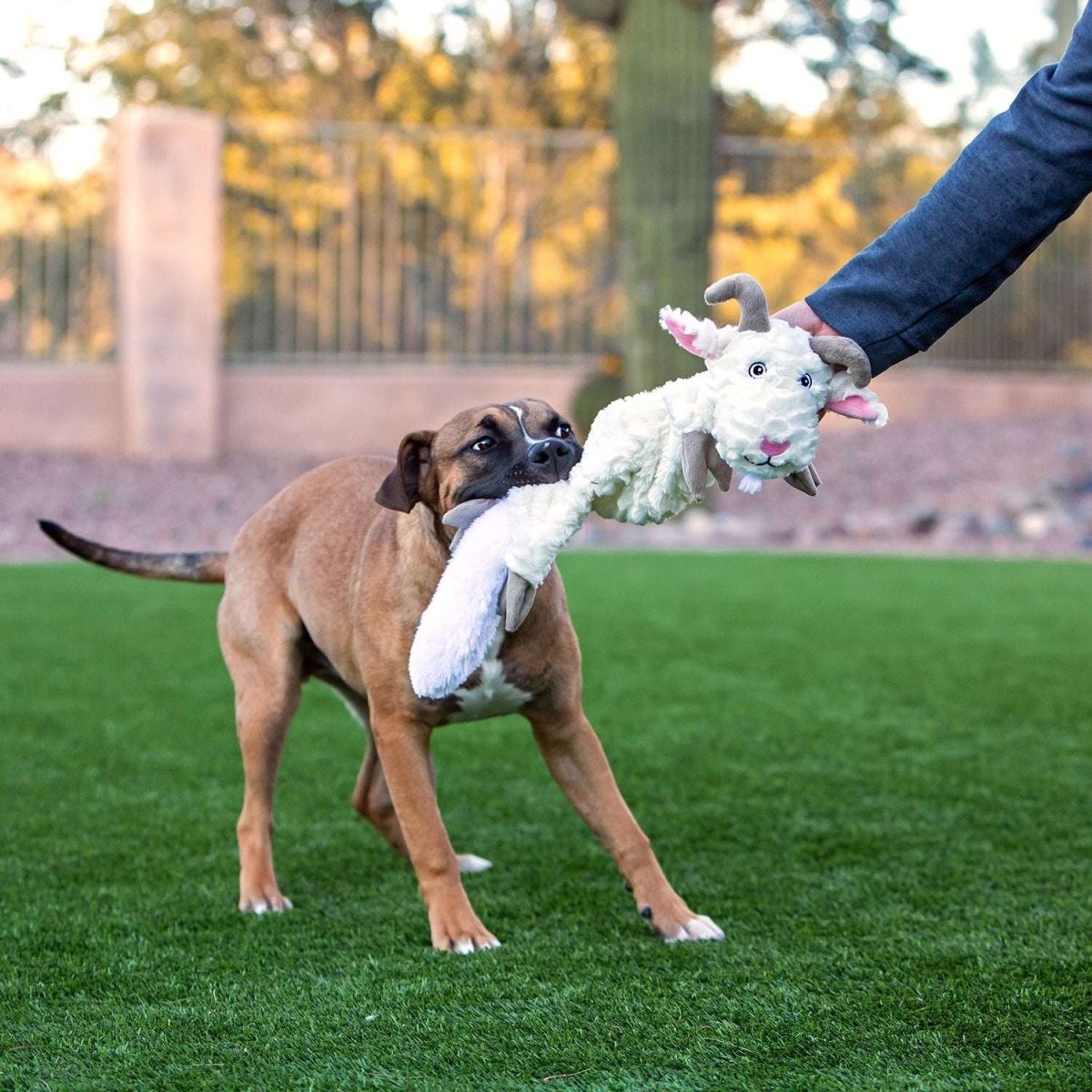 A brown dog plays tug-of-war with a person using a plush goat-shaped Jolly Pets Fat Tail toy.