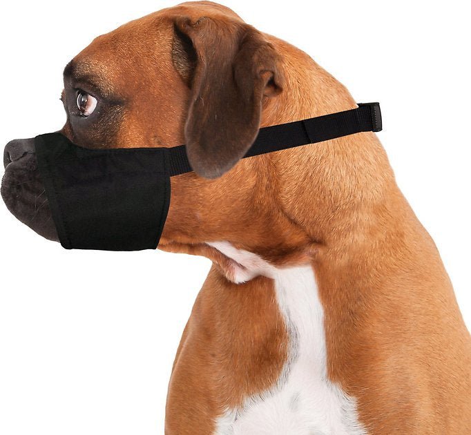 A black nylon muzzle fitted on a Boxer dog with a short snout.