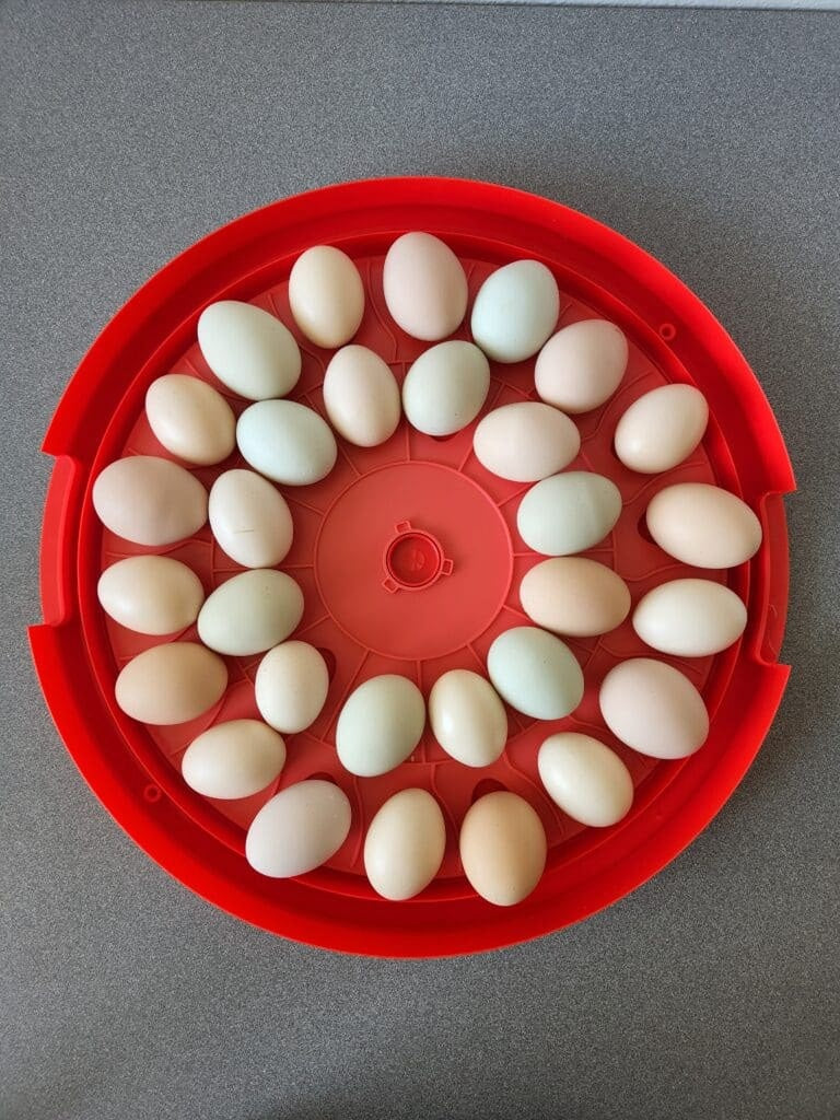Rugg'EGG' Ranch incubator with eggs shown for demonstration; eggs not included