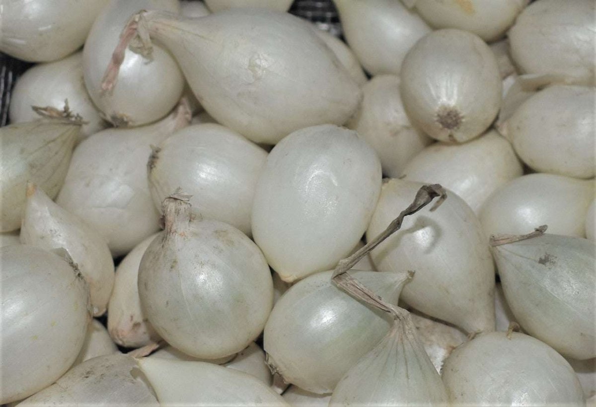 A pile of small, white onion sets with papery skins and short, dried stems.