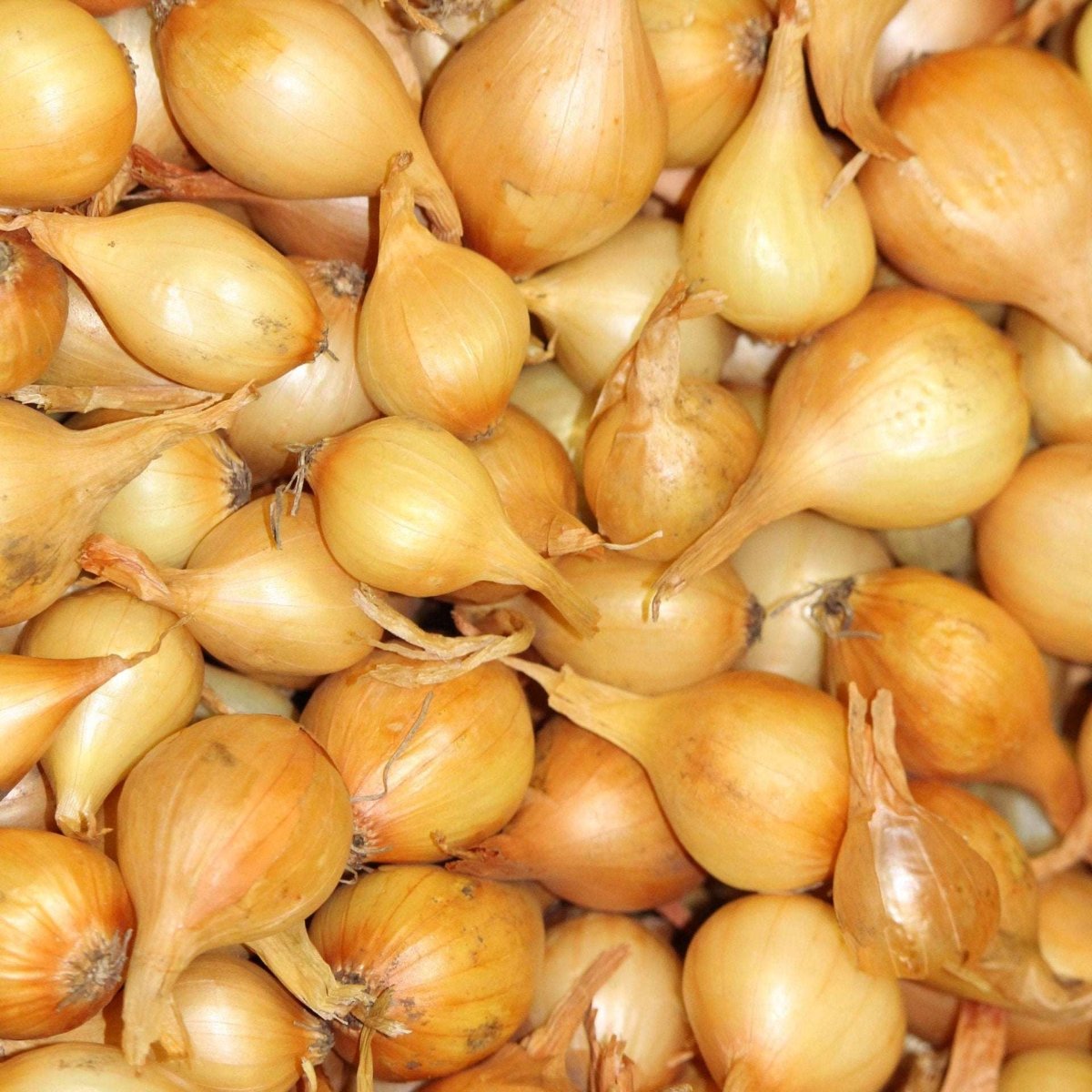 A pile of small, golden-brown yellow onion sets for planting.