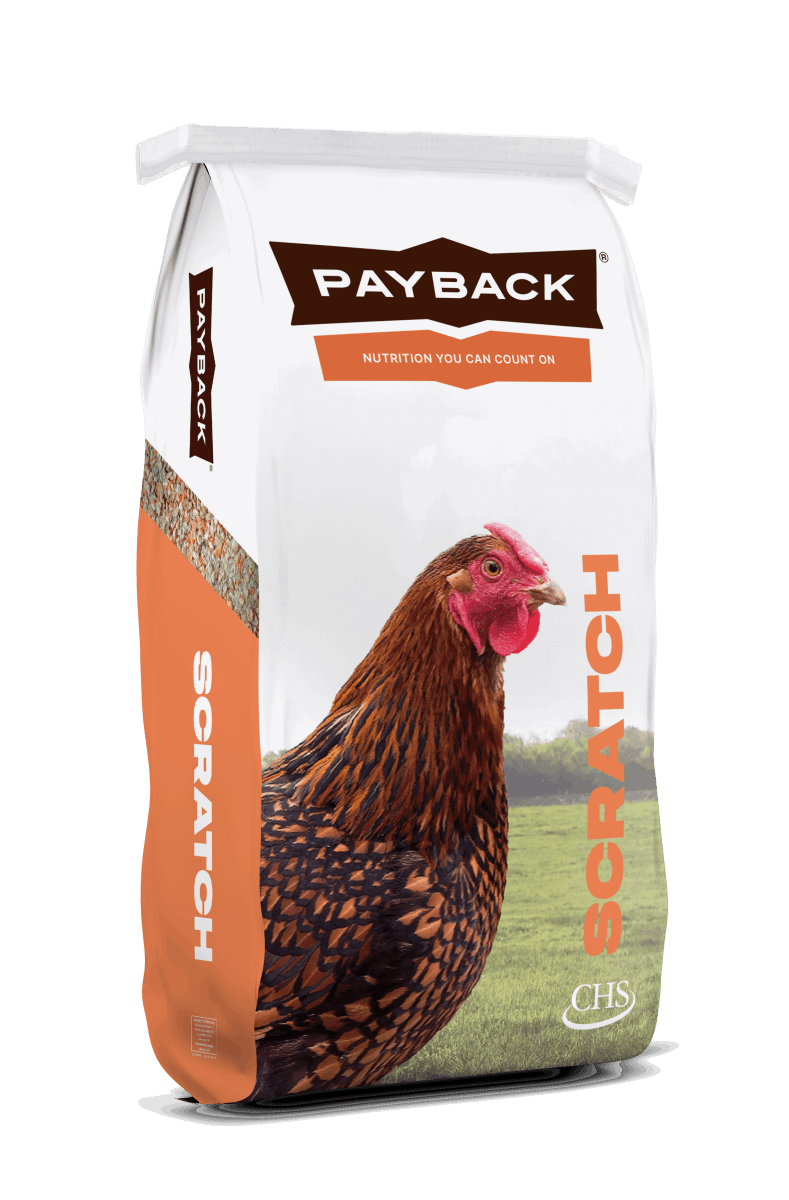 A bag of Payback 5 Grain Hen Scratch featuring a picture of a chicken on the front.