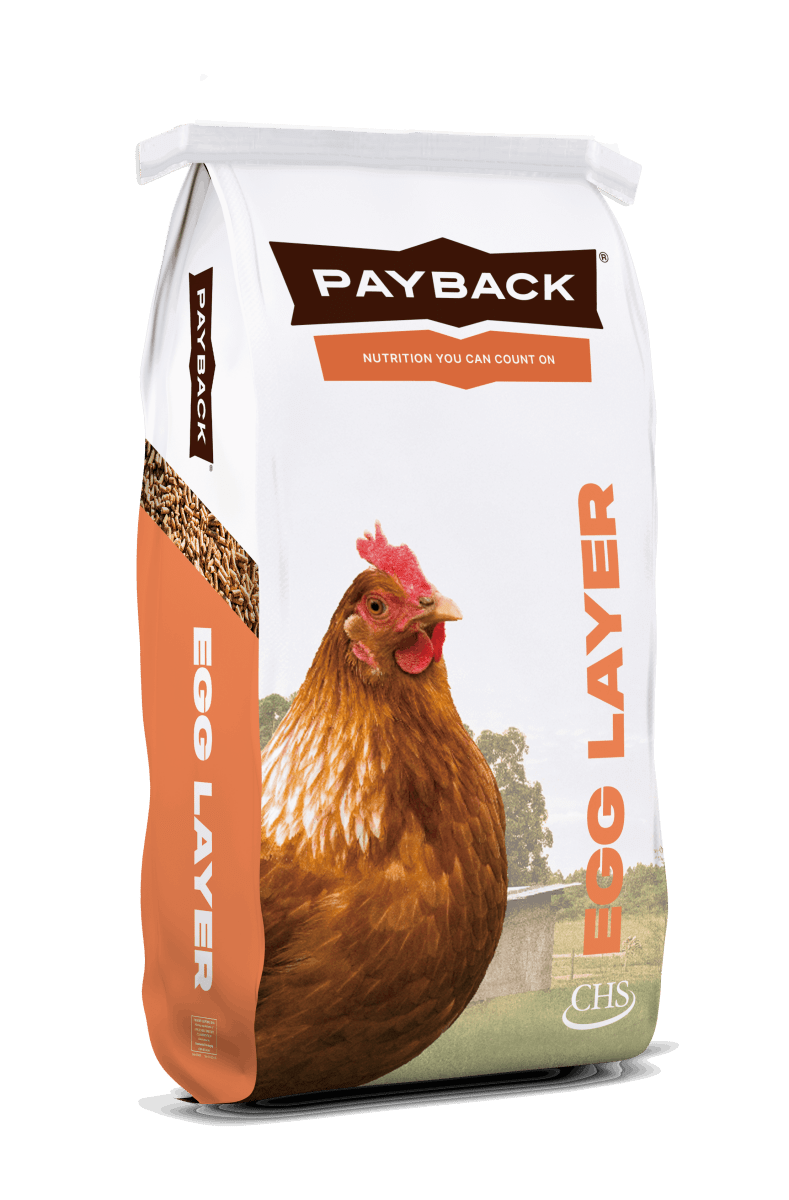 A bag of Payback Egg Layer Ration pellets featuring a picture of a brown hen.