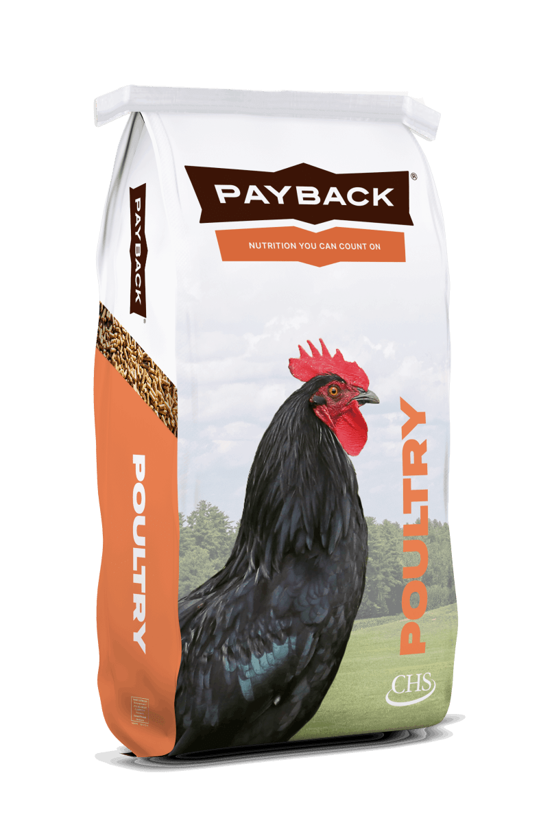 A bag of Payback Fryer Ration Crumble poultry feed featuring a black rooster on the front.