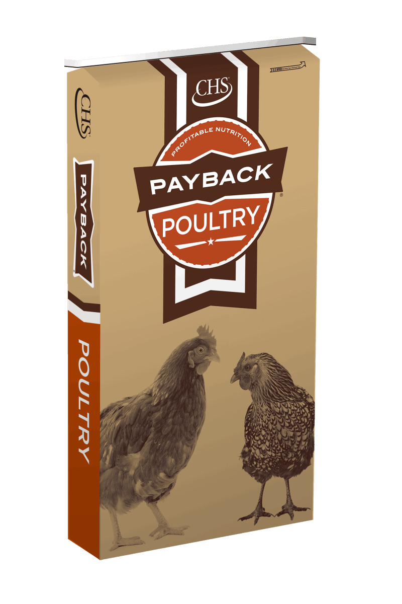A bag of Payback Hatch to Hen poultry feed featuring an illustration of two chickens.