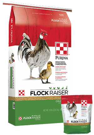 A large and a small bag of Purina Flock Raiser Crumbles featuring a rooster and a duckling.