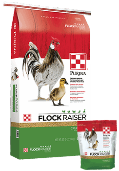 A large bag and a small bag of Purina Flock Raiser crumbles featuring a rooster and a duckling.
