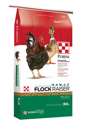 A fifty-pound bag of Purina Flock Raiser poultry feed pellets featuring a rooster and a duck.