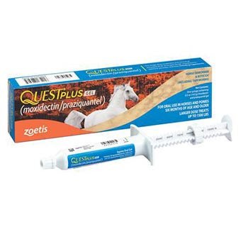 A Quest Plus Equine Oral Gel syringe is displayed in front of its product packaging box.