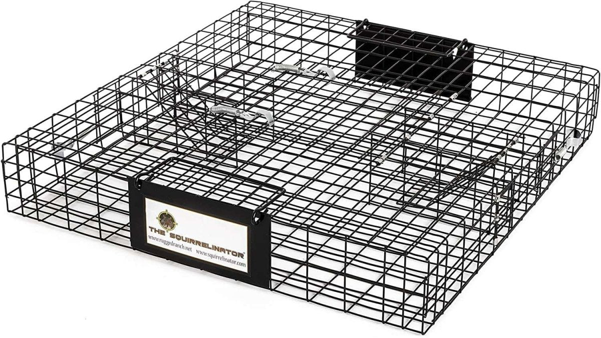 A black wire cage trap for squirrels with two doors and a top release lid.