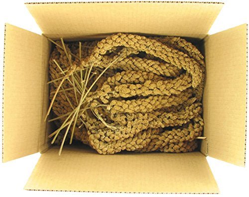 A cardboard box filled with several stalks of golden millet spray for pet birds.