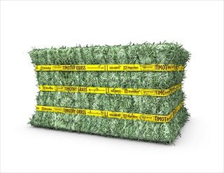 Standlee Certified Weed Free Timothy Compressed Bale - The Farm Store