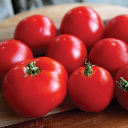 Territorial Seed Early Tomato Stupice 1/8 Gram - Organic & Biodynamic - The Farm Store
