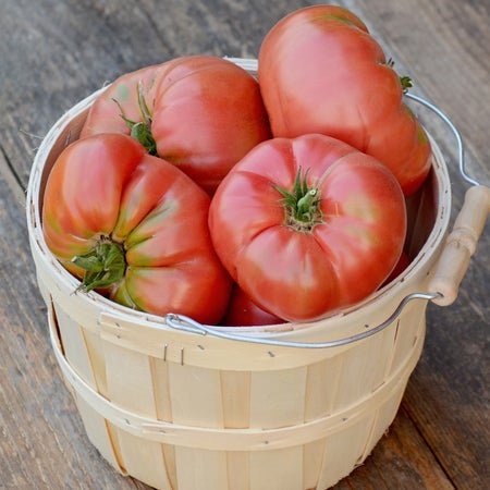 Territorial Seed Heirloom Tomato Brandywine 1/8 Gram - Organic & Biodynamic - The Farm Store