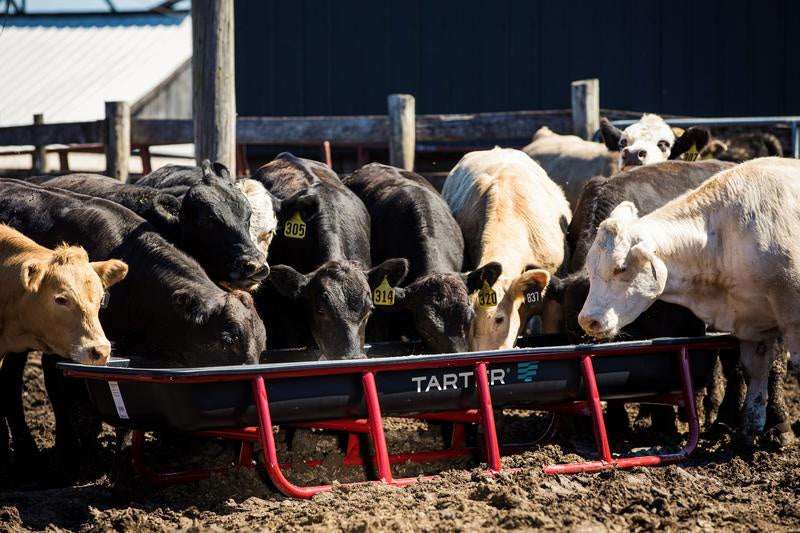 A red Titan Poly Bunk Feeder with a black liner being used by a herd of cattle.