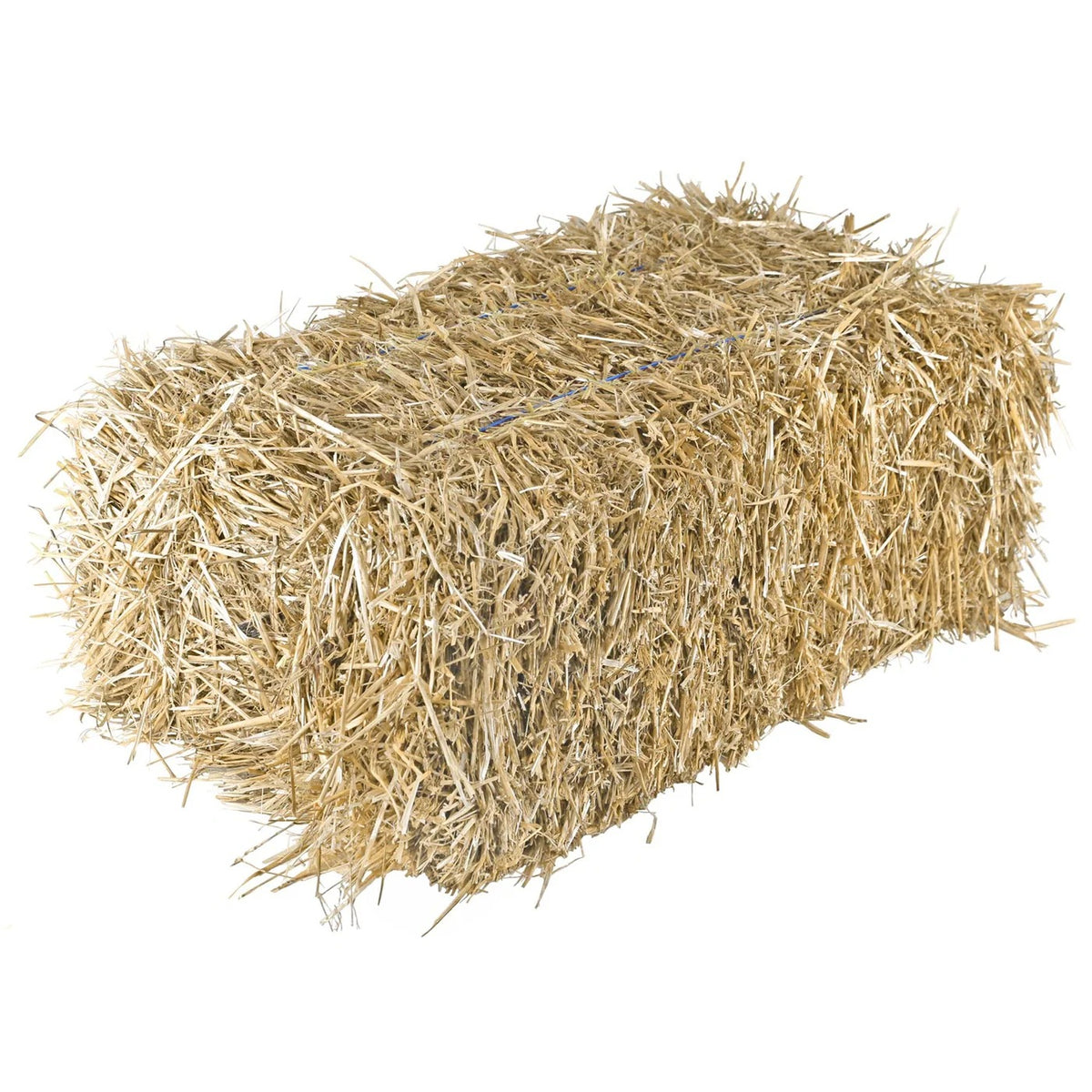 An 80 pound bale of golden wheat straw tied with twine, sold at The Farm Store in Veneta, Oregon.